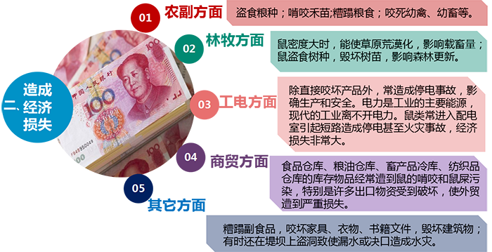 老鼠危害 老鼠危害