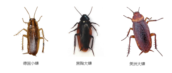 灭蟑螂 灭蟑螂