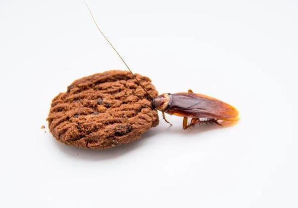杀虫消灭蟑螂时的喷洒方式有哪几种