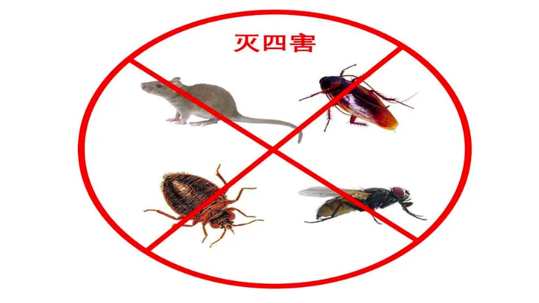 家庭虫害的预防及有效的防治方法